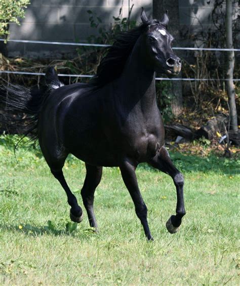 Hu Fameera Black Arabian Horse Horses Animals