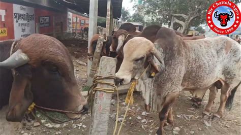 ০০ দাতের ইন্ডিয়ান পাকড়া গীড় ষাঁড় গরু কিনুন বীর চট্রলা এগ্রো থেকে