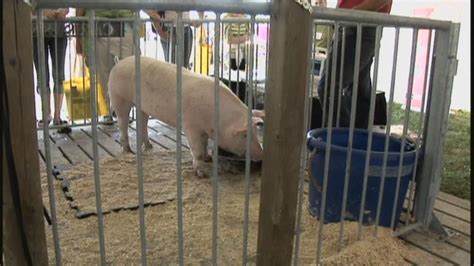 Manitoba Pork Says 2019 A Tough Year For Producers Winnipeg