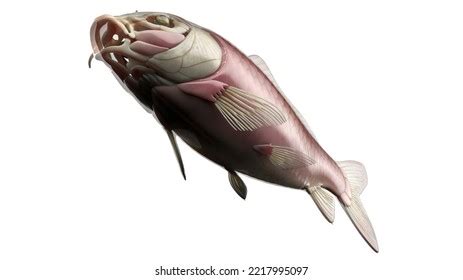 4,872 Fish Anatomy Images, Stock Photos & Vectors | Shutterstock