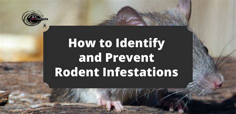 How To Identify And Prevent Rodent Infestations Kandc Pest Control How