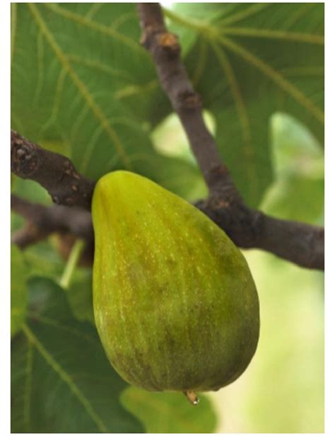 Figuier De Dalmatie Ficus Carica