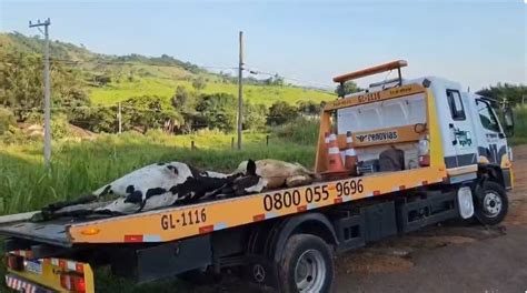 Vacas morrem após serem atropeladas na rodovia SP 350 ONDA POÇOS