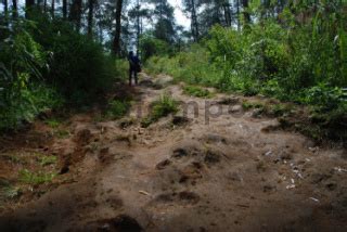 Wana Wisata Lintas Hutan Indah Jaya Giri Datatempo