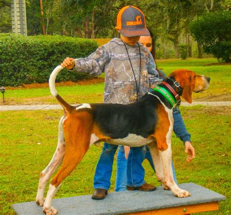 Lowcountry Outdoors 25 Years For State Youth Coon Hunt At Webb Center