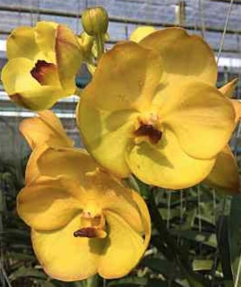 Vanda Nopporn Gold X Tubtim Velvet 337 Plantae Orchids And Rare