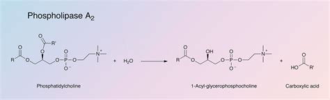 phospholipase  worthington enzyme manual worthington biochemical