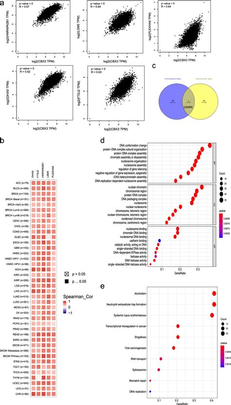 Cbx Related Gene Enrichment Analysis A Based On The Gepia Approach