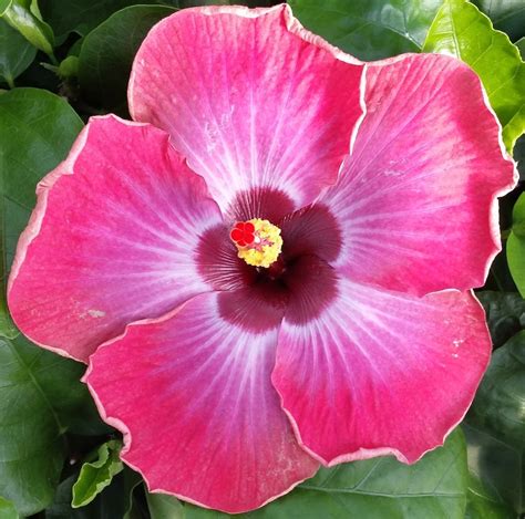 Rum Runner Cajun Hibiscus Plant GrowJoy