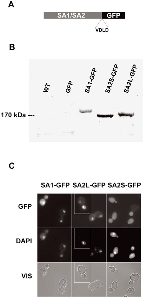 A Schematic Representation Of Gfp Fused Sa Proteins Cdna From Homo