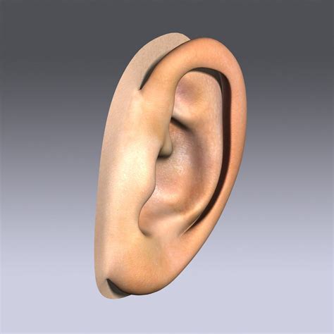 Human Ear 3d Model 9 Max 3ds Ma Obj Free3d