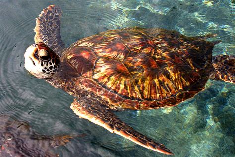 Sea Turtles In Maui Hawaii Daune Eolande