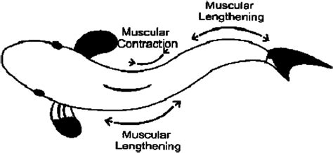 Fish Swimming Mechanism | Download Scientific Diagram