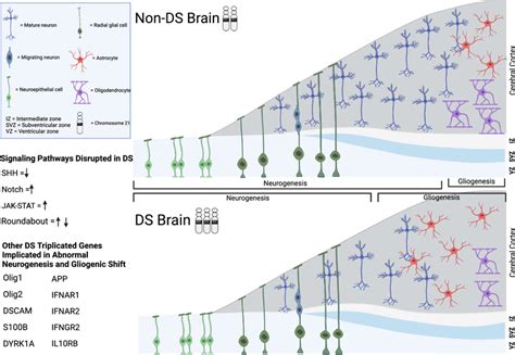 Schematic Illustrating The Proposed Changes In Neurogenesis And