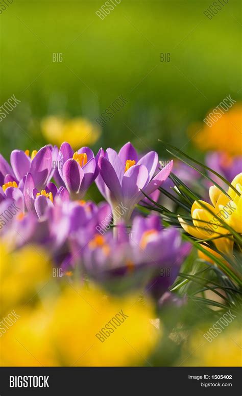 Crocus Colors Image & Photo (Free Trial) | Bigstock