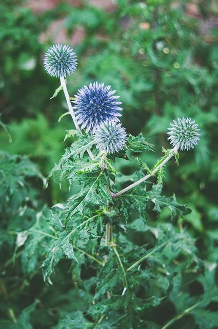 Echinops Setifer Esferico Iginops Foto Gratis En Pixabay Pixabay