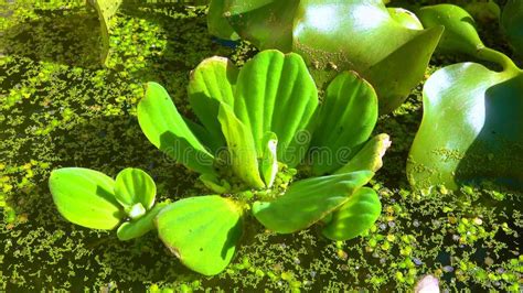 Pistia Stratiotes Swims Among Aquatic Plants Rootless Duckweed Wolffia