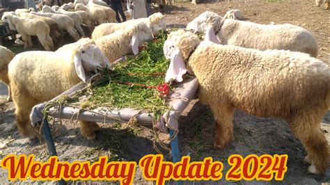 Wednesday Update Lahore Bakra Mandi Shahpur Kanjra Kajla Chatre