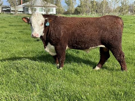 Lot 628 1 Stud Bull Auctionsplus