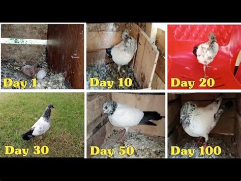 Chick To Adulthood Journey Of Baby Pigeon From Day 1 To 100 Pigeon