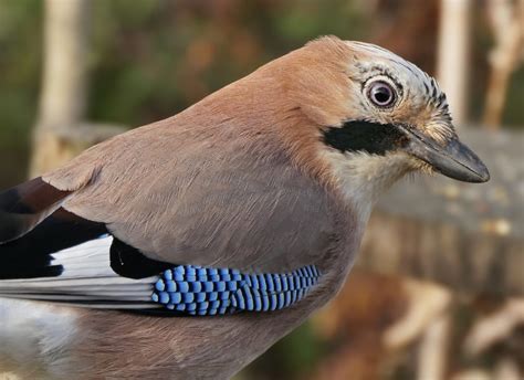 Geai des chênes Garrulus Glandarius le jardin des oiseaux