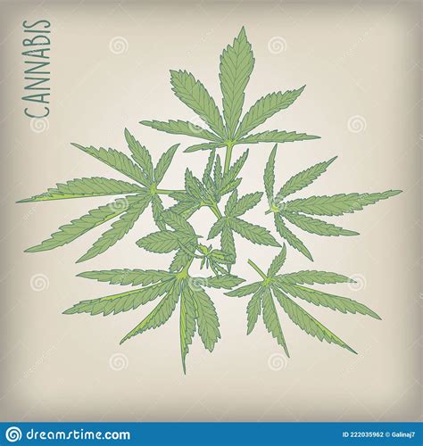 Vintage Style Hemp Leaves Stock Vector Illustration Of Flora