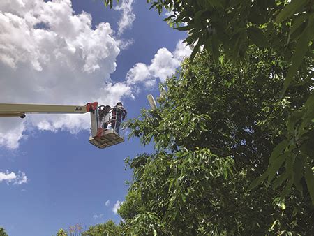 Initial Phase of American Chestnut Restoration has begun - The Cherokee ...