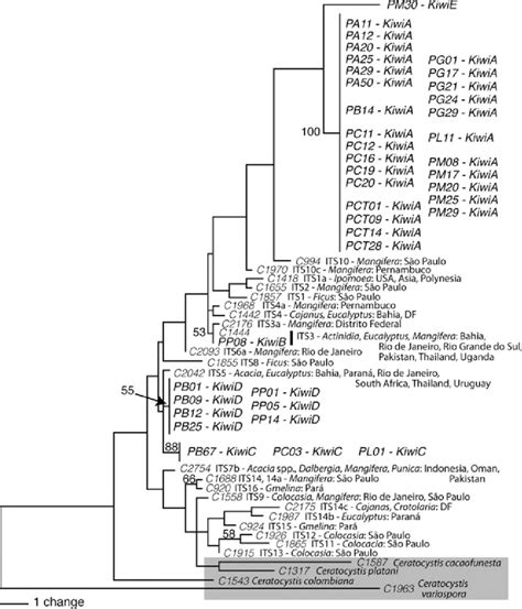 One Of 29 Most Parsimonious Trees Of 281 Steps Based On The Its Rdna Download Scientific