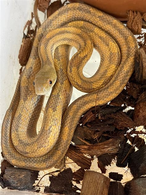 Everglades Rat Snakes Other Rat Snake By Exotics Heart Morphmarket