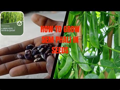 How To Grow Sem Phali In Seeds Sem Phali Ka Seeds Kaise Grow Kare