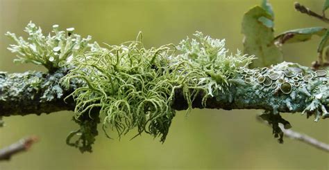 Les Lichens La Vie En Symbiose Dossier