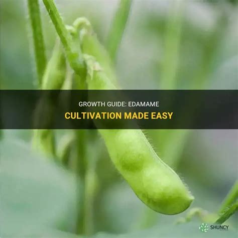 Growth Guide Edamame Cultivation Made Easy Shuncy