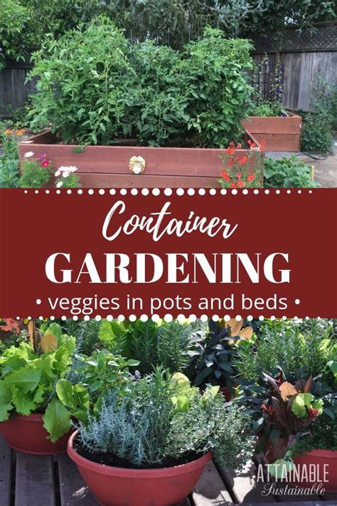 Growing Vegetables In Pots For Beginners Choosing The Right Containe