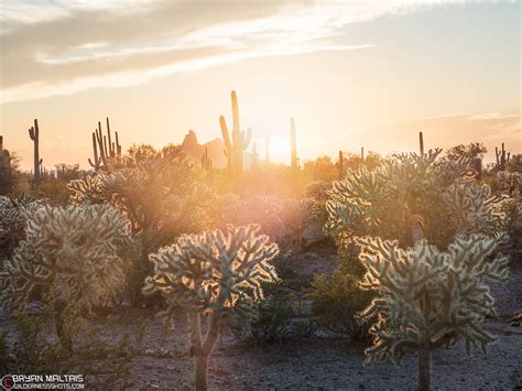 Saguaro Cactus Sunset