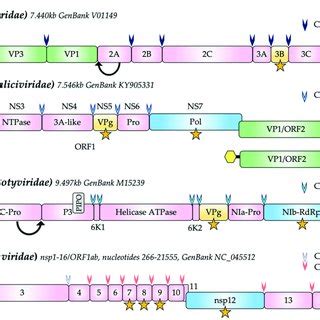 Genome structure of representative members of the Caliciviridae,... | Download Scientific Diagram