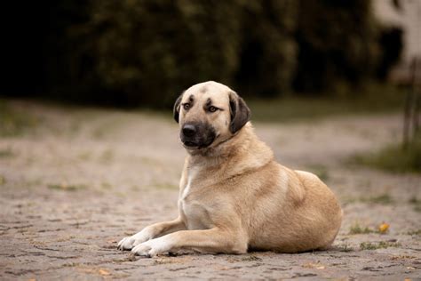 5 Top Kangal Breeders: Sivas Kangal Breeders In The U.S.