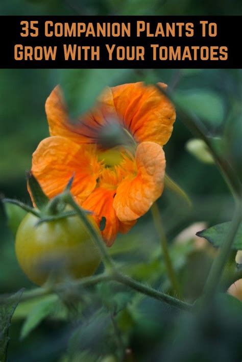 35 Companion Plants To Grow With Your Tomatoes Garden Companion