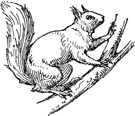 Black And White Squirrel Clipart