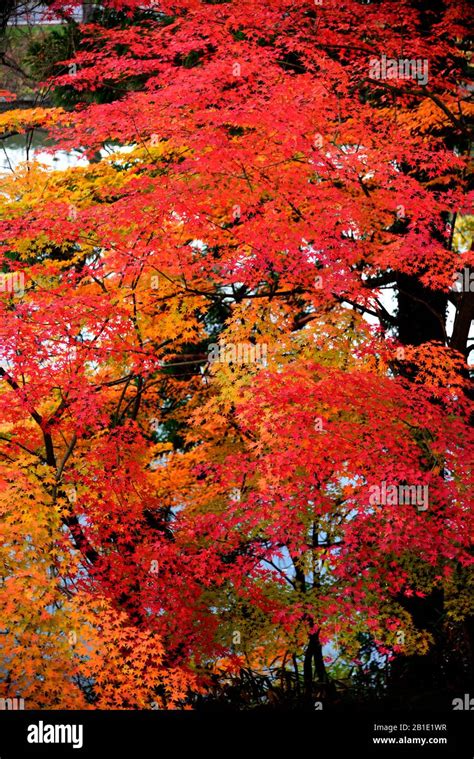 autumn Foliage in Japan Stock Photo - Alamy
