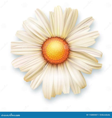 White Chrysanthemum Flower, Top View. Vector 3D Illustration of Open Flower Bud Closeup Isolated ...