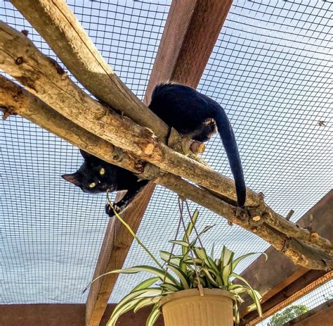 Aventura Al Aire Libre Para Gatos De Interior Explorando El Mundo De