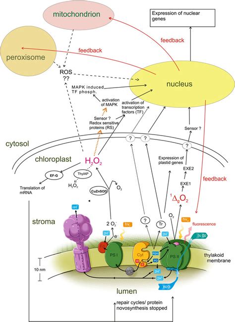 Hypothetical scheme of pathways of photosynthetic redox signal ...