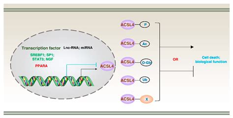 Biology Free Full Text The Acsl4 Network Regulates Cell Death And Autophagy In Diseases