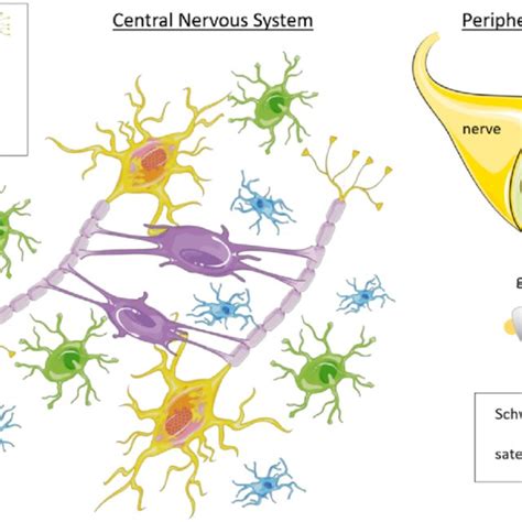 Diagram of the main types of glial cells in the central and peripheral ...