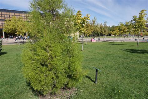 Plantas De Huerta Otea Salamanca Sabina De Cartagena Tetraclinis