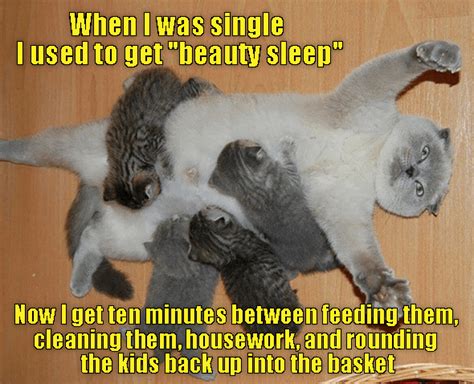 Lolcats Napping Lol At Funny Cat Memes Funny Cat Pictures With