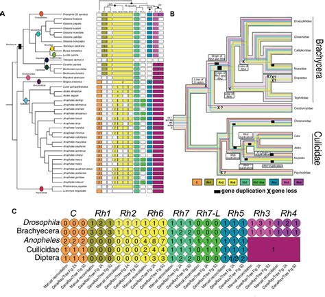 Figure From Phylogenomics Of Opsin Genes In Diptera Reveals Lineage