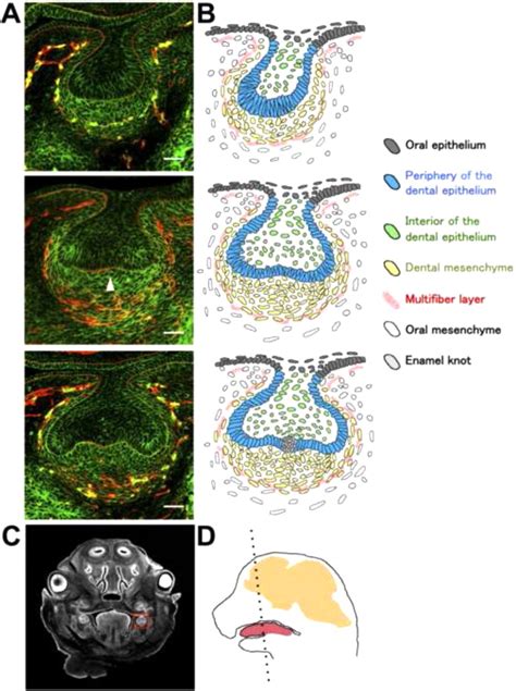 The Bud To Cap Transition Of The Tooth Germ A Frontal Sections Of