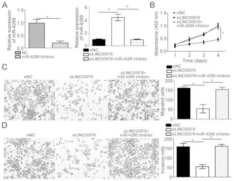 LINC00978 Promotes Bladder Cancer Cell Proliferation Migration And