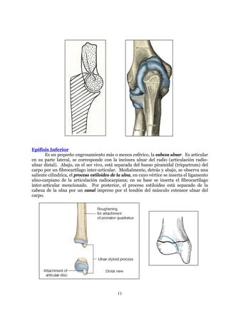 Ostelogía Del Antebrazo Humano 09 PDF